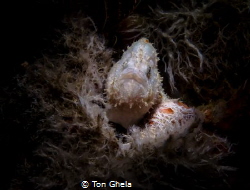 COMFORT ZONE ( Juvenile Frogfish ) by Ton Ghela 